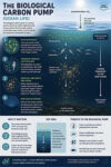 The biological carbon pump